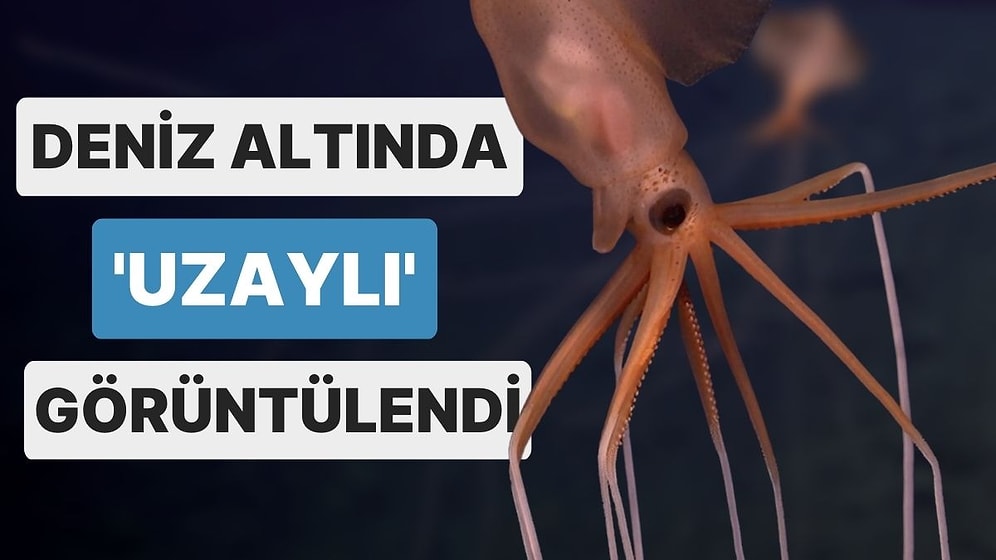 Atlas Okyanusu'nda Nadir Görülen 'Bigfin Kalamarı' Görüntülendi