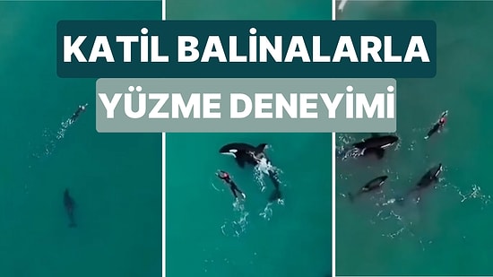 Tek Başına Yüzerken Bir Anda Kendisini Orkaların Arasında Bulan Yüzücünün Film Sahnelerini Andıran Görüntüleri