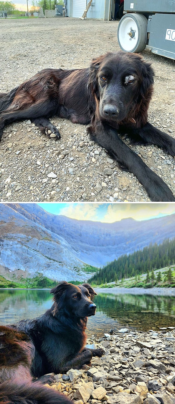 5. «Трансформация Джесс. Она была бездомной, истощенной, у нее был стригущий лишай на брови, весила она 15 кг. Май 2021-го по сравнению с августом 2022-го»