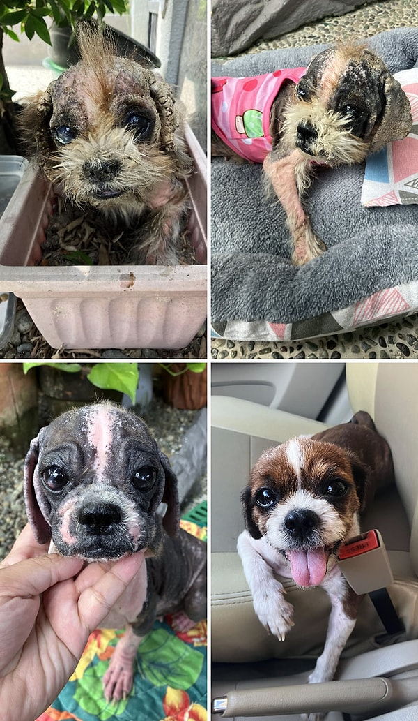 9. «До и после того, как я нашел ее. Она очень хотела выздороветь»