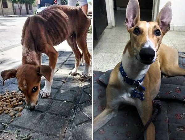 12. «Сегодня исполняется 8 месяцев с нашей первой встречи. Мы любим тебя, Экко»