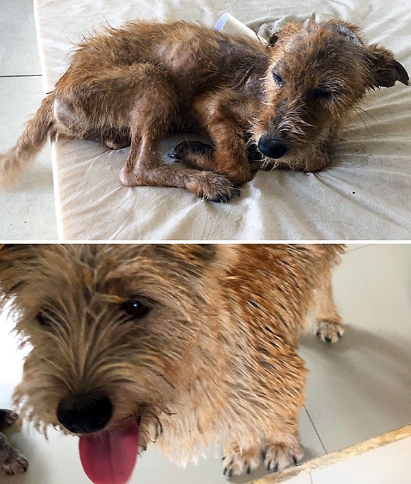 18. «Будук: первый день, когда я нашел ее в куче мусора, и 3 месяца спустя»