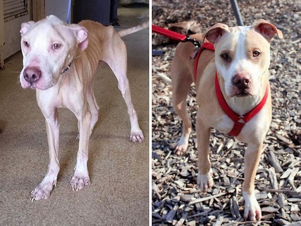 21. «Джокер был приманкой на собачьих боях. Меня поражает, что с того момента, как я встретил его, все, что ему было нужно, чтобы исцелиться, — любовь»