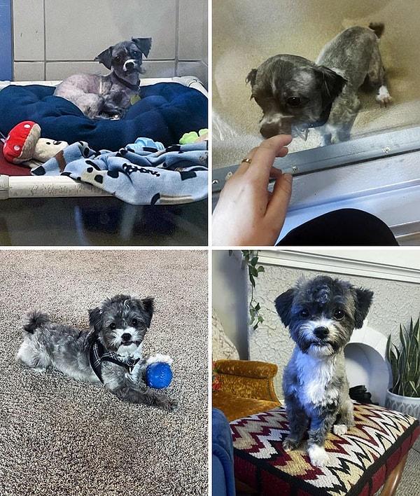 25. «Семья, с которой он прожил 8,5 лет, отказалась от него. Ему потребовалось некоторое время, чтобы снова доверять людям, и теперь он намного увереннее»