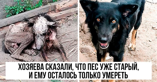 «Я не плачу, это ты плачешь»: 29 фото-историй чудесного спасения собак