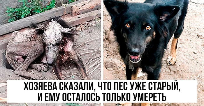 «Я не плачу, это ты плачешь»: 29 фото-историй чудесного спасения собак