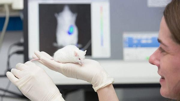 Spermi hareketsiz hale getiren yeni ilacın, laboratuvar farelerinde yüzde yüz etkili olduğu bulundu.