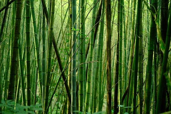 3. Dünyanın en hızlı büyüyen bitkisi bambudur: Günde 90 cm kadar uzayabilirler.