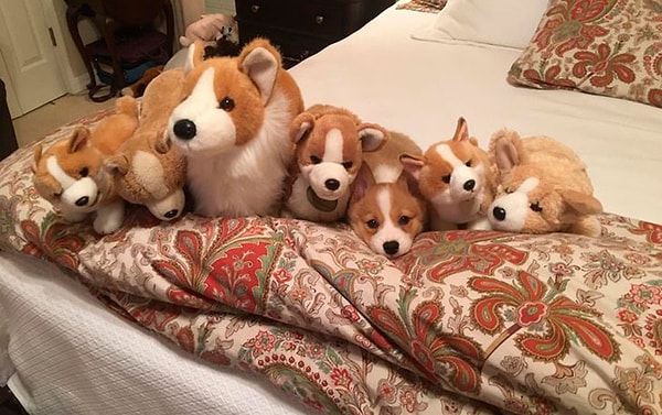 3. Подсказка: искать нужно корги 🙂