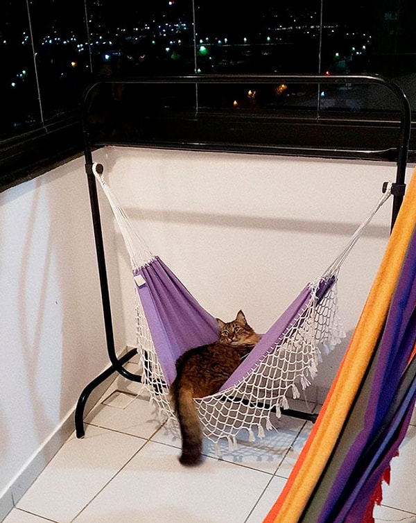 4. На первый взгляд ничего необычного, вот только кота на снимке два!