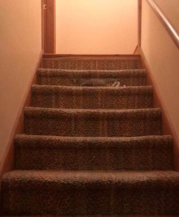 6. Оцените, как идеально он вписывается в цвет ковролина 😍