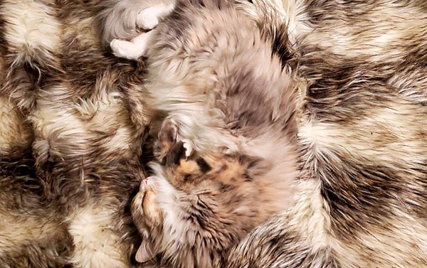 7. По-моему, это та самая маскировка на идеальном ❤️