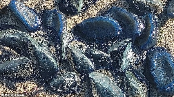 'Rüzgar yelkencileri’ olarak da bilinen Velella velella canlıları, Kaliforniya'da popüler plajlarda ve sörf noktalarında görüldü.