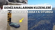 Rüzgar Nereden Eserse Oraya Giden Jöle Kıvamlı Yaratıklar Amerika Kıyılarını İstila Etti