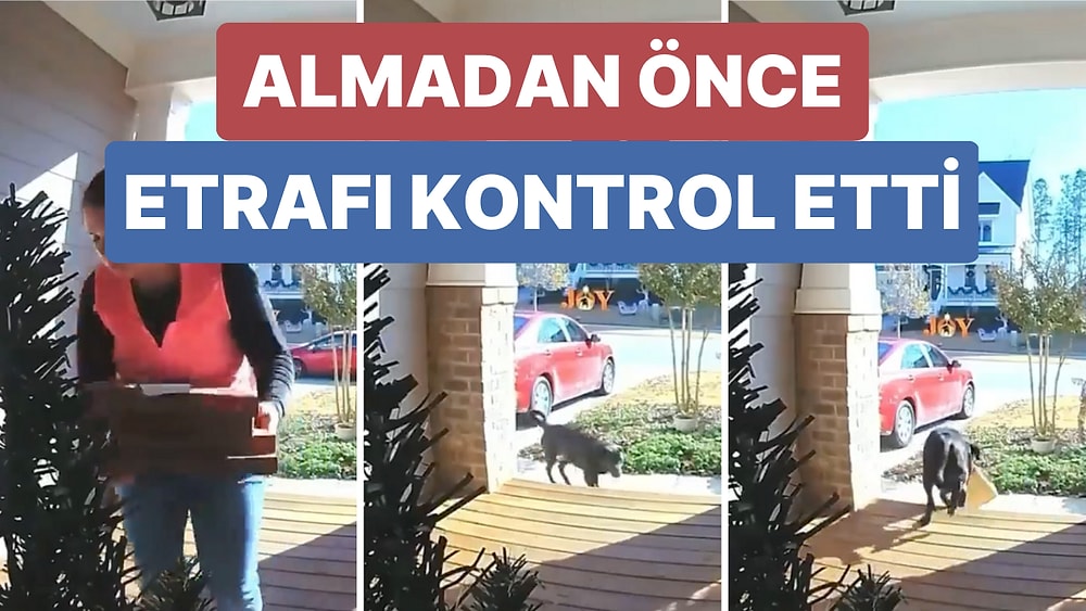 Komşusuna Gelen Pizzayı Temkinli Bir Şekilde Yaklaşarak Alıp Götüren Köpek
