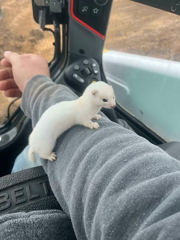 5. «Сегодня нашел этого маленького парня на работе»