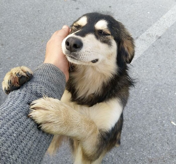 6. «Собака, с которой я познакомился на прошлой работе. Моя работа заключалась в том, чтобы получать и перераспределять еду, лекарству, одежду, одеяла и игрушки людям, которые в них нуждаются»