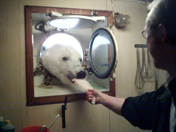 7. «К моему дяде, который работает на арктическом исследовательском судне, сегодня пришел неожиданный гость»