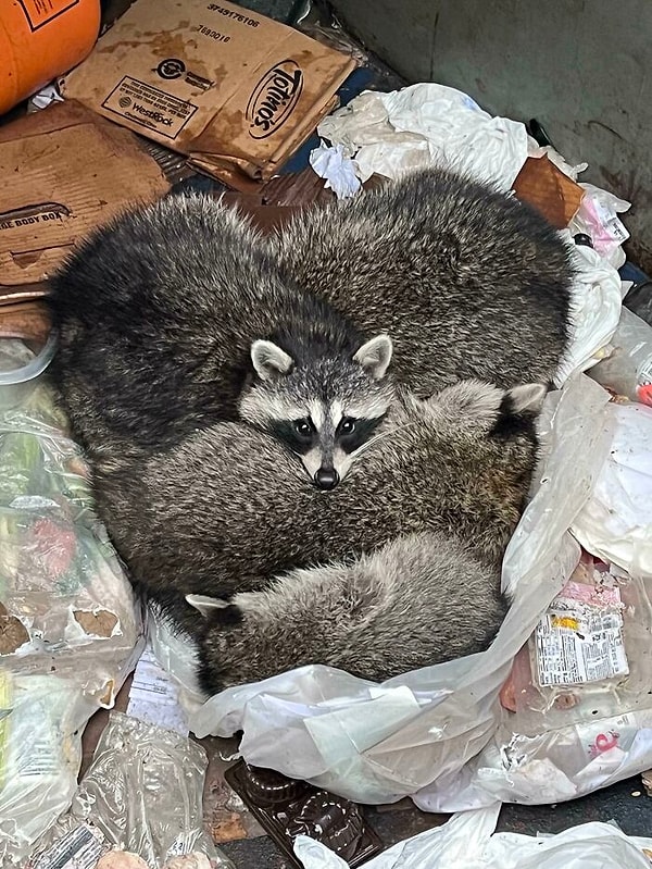 23. «Сегодня утром нашел это маленькое енотье сердце в мусорном баке на работе»