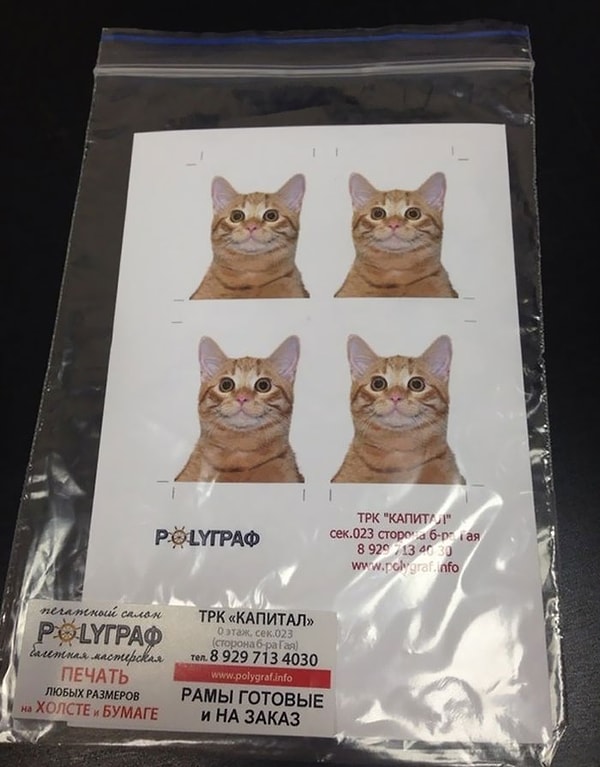 42. «Моя сестра работает в фотоотделе, и вот кого ее попросили сфотографировать на документы»