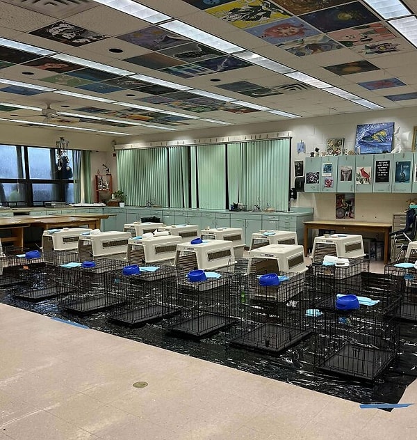 44. «Я работаю во временном приюте для животных в местной средней школе после урагана Ян»