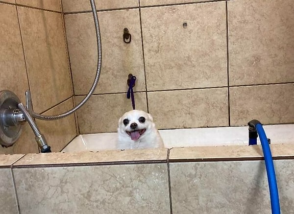 53. «Я работаю грумером для собак, и теперь у меня есть вот такая фото-жемчужина. Смеюсь каждый раз, когда смотрю»