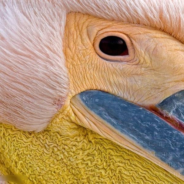 3. Bir pelikanın suratının yakından çekimi 👇