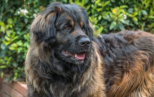 5. Leonberger