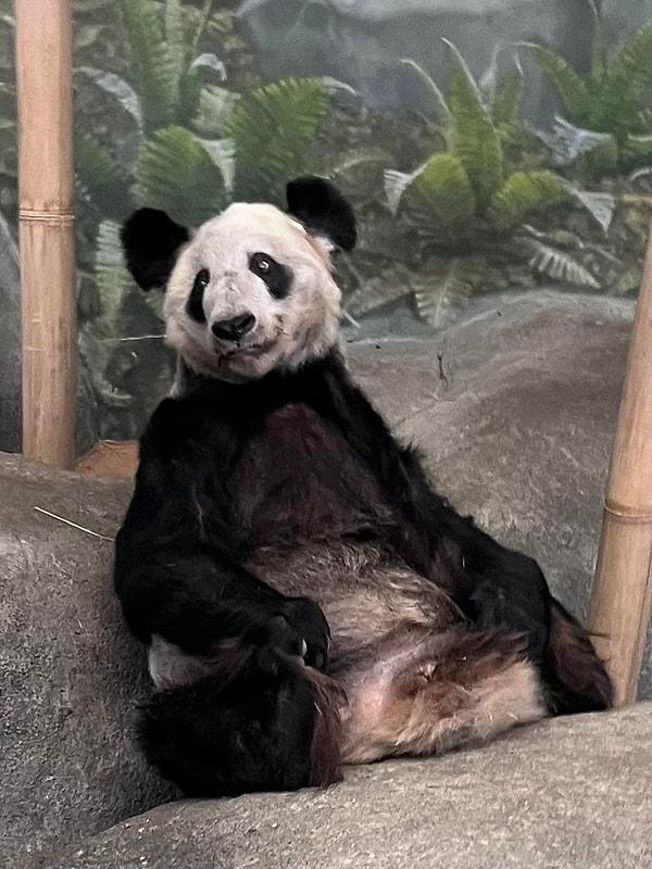 2. "Memphis Hayvanat Bahçesi'nde çektiğim bu panda fotoğrafı beni hem üzdü, hem de korkuttu." 😢