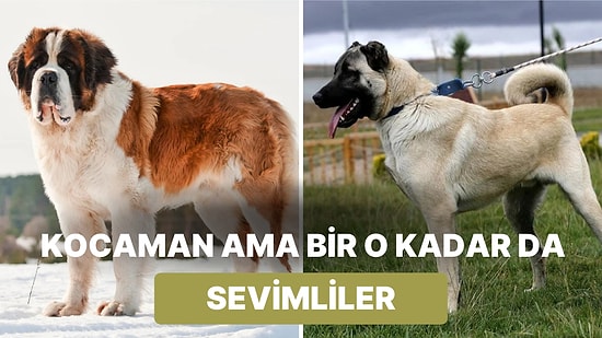 Devasa Boyutlarıyla Gözümüzü Korkutsa da Kalpleriyle İçimizi Isıtan En Büyük Köpek Irkları