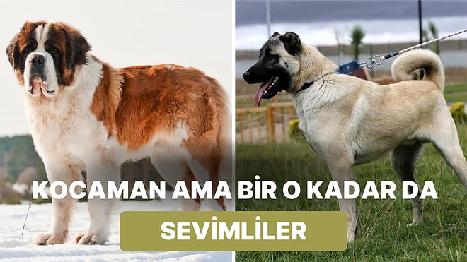 Devasa Boyutlarıyla Gözümüzü Korkutsa da Kalpleriyle İçimizi Isıtan En Büyük Köpek Irkları