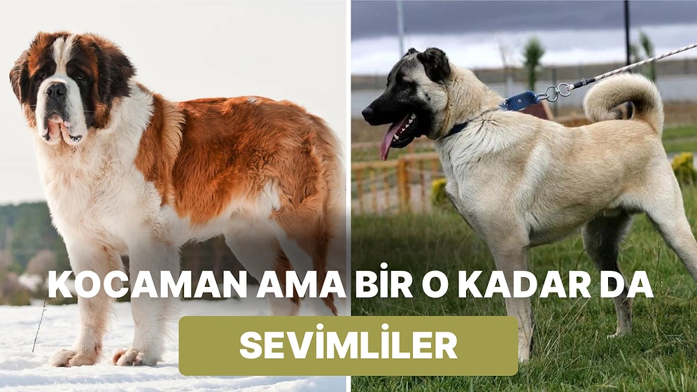 Devasa Boyutlarıyla Gözümüzü Korkutsa da Kalpleriyle İçimizi Isıtan En Büyük Köpek Irkları