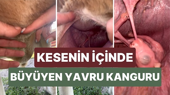 Bir Kangurunun Kesesinin İçinde Büyümekte Olan Yavrusunu Görmüş müydünüz?