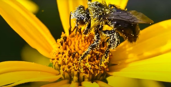6. Çeşitli bitki türlerinin oluşumunda polenlerin büyük rolü var!