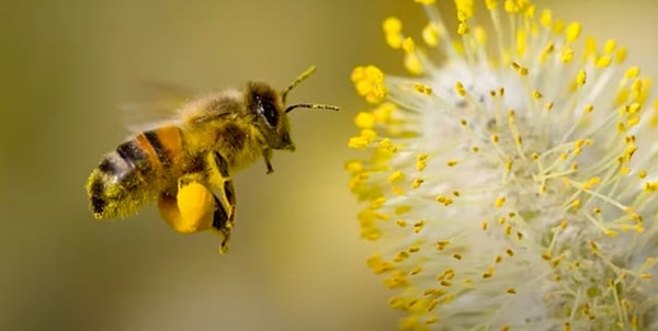 7. Tozlaşmanın başarılı bir şekilde gerçekleşebilmesi için polen tanelerinin bir tünel oluşturması gerekiyor.