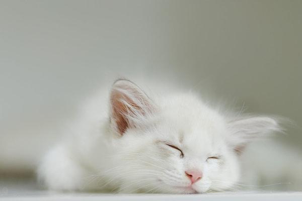 Peki ya evcil kediniz? Avlanma derdi falan yok hatta yediği önünde yemediği ardında buna rağmen neden çok uyuyor biliyor musunuz?