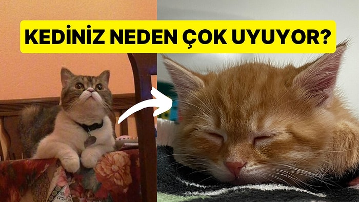 Kediniz Çok Uyuyor Diye Endişelenmeyin Onun da Bir Sebebi Var: Kedilerin Çok Uyumasının Nedenleri