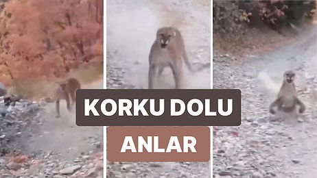 Ormanda Yürüyüş Yaparken Bir Puma ile Karşılaşan Adamın Korku Dolu Anları