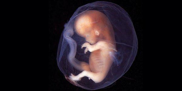 5. Embriyolar dondurulduktan sonra süresiz olarak saklanabilirler.