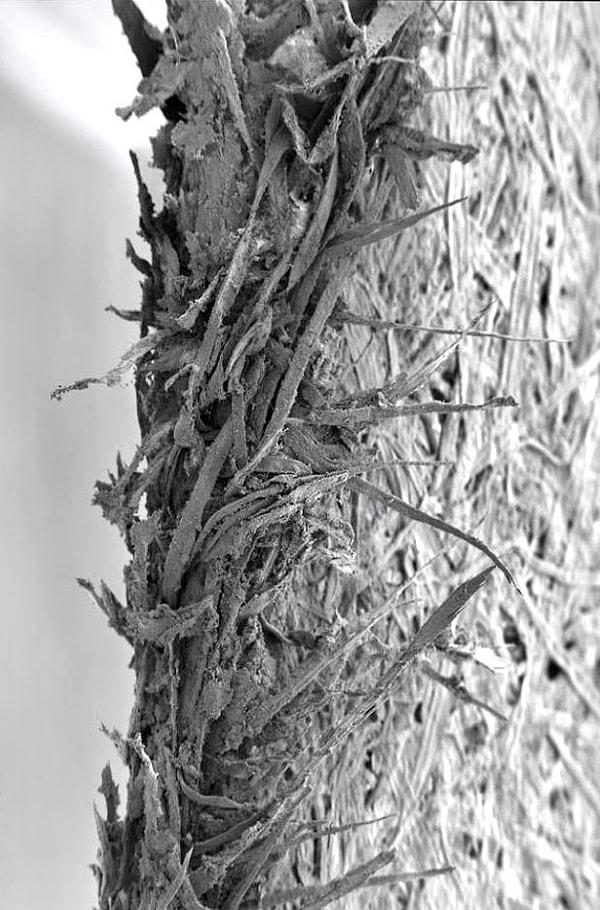 2. Elektron mikroskobu altında bir kağıt yaprağının kenarı👇