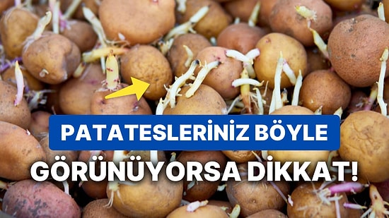 Filizlenmiş Patates Yenir mi? Yeşillenmiş Patates Yemek Sağlığa Zararlı mı?