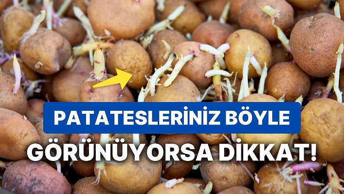 Filizlenmiş Patates Yenir mi? Yeşillenmiş Patates Yemek Sağlığa Zararlı mı?