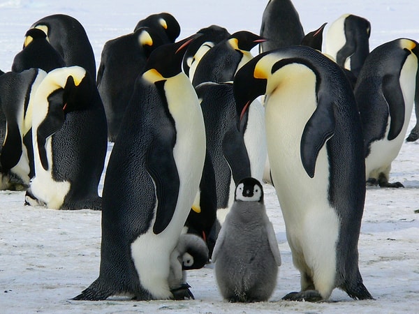 İmparator penguenler yuva yapmazlar, bu yüzden gidip ailenizle buluşmayı bekleyebileceğiniz sabit bir nokta yoktur.