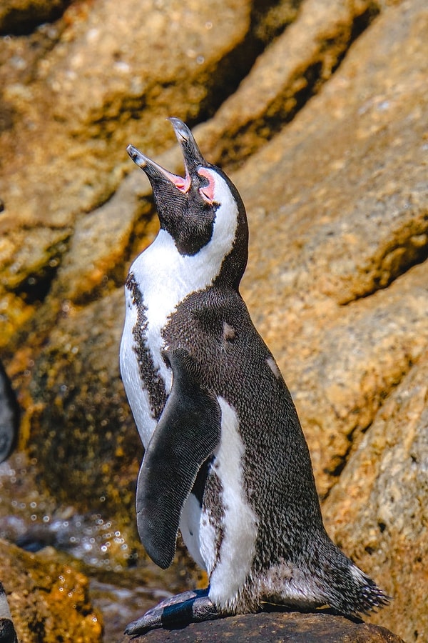 İmparator penguenler, aynı anda iki farklı frekans üretmek için çatalın iki kısmını da kullanır ve bir vuruş genliği modeli oluşturur.