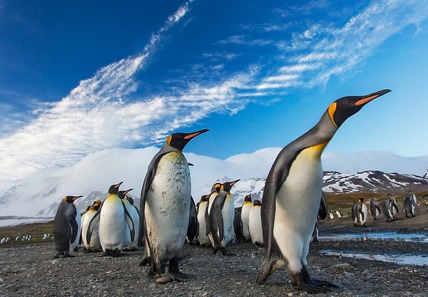 İmparator penguenlerin ses çıkarmaları engellenerek yürütülen deneylerde penguenlerin birbirlerini sadece görsel ipuçlarına dayanarak tanımalarının oldukça zor olduğu gözlemlenmiş.