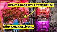 Devrim Niteliğinde! Uzayda Yetiştirilen Çeri Domatesler Dünya'ya Getiriliyor