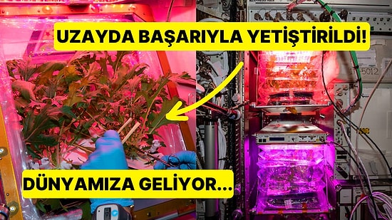 Devrim Niteliğinde! Uzayda Yetiştirilen Çeri Domatesler Dünya'ya Getiriliyor