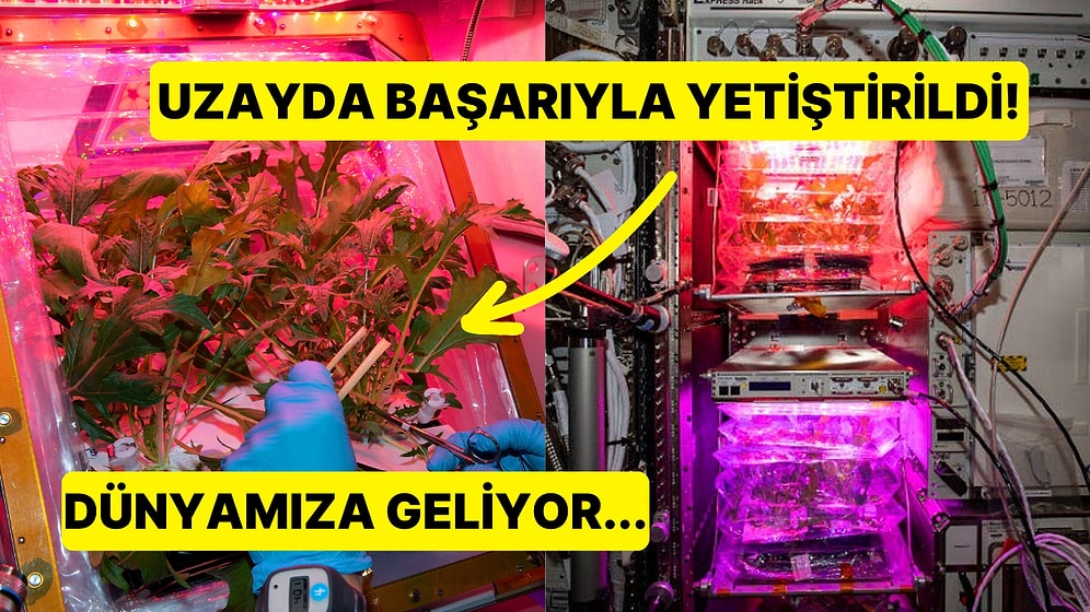 Devrim Niteliğinde! Uzayda Yetiştirilen Çeri Domatesler Dünya'ya Getiriliyor