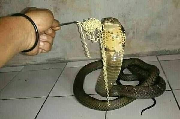 14. Noodle yerken yılan bile dokunmaz...