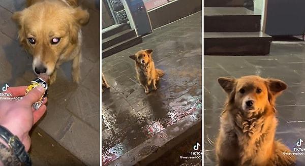 7- TikTok hesabında paylaşılan görüntülerde bir adamın sokak köpeğini beslediği ve ardından da sevdiği anlar içimizi ısıttı.
